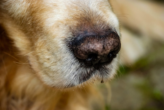 Closeup of the dog nose