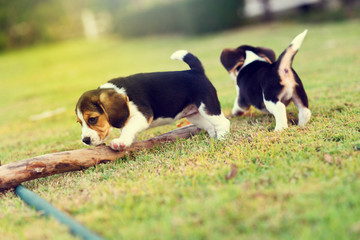 Naklejka na ściany i meble Cute young Beagles playing in garden