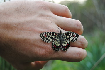 Butterfly in hand