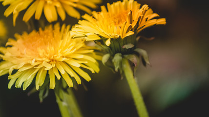 Close up of Dandelion  flowers growing in field