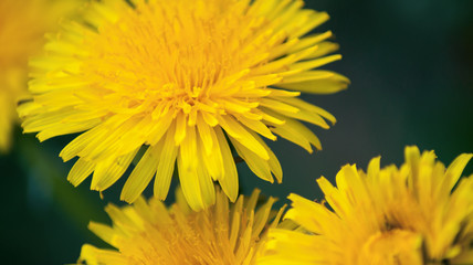 Close up of Dandelion  flowers growing in field
