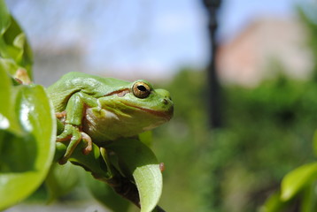 Hyla meridionalis