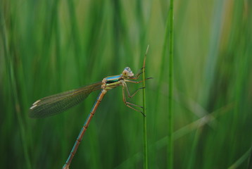  dragon-fly