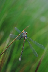  dragon-fly
