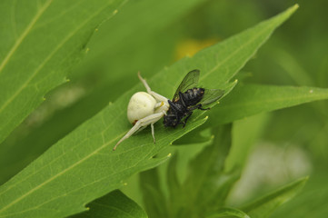 Паук поймал муху и ест ее. Цветочный паук, дикая природа, насекомые