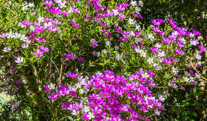 Árvore com flores roxas.