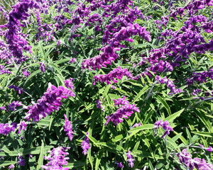 Obraz premium Elongated Purple Flower