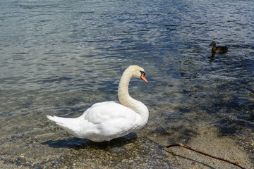 weisser Schwan im Wasser
