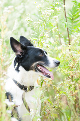 Mixed breed dog outdoor portrait