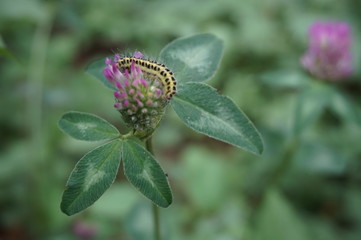 Raupe sitzt auf Blume