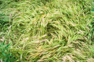 Grass close up