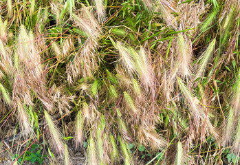Grass close up