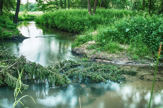 small forest river