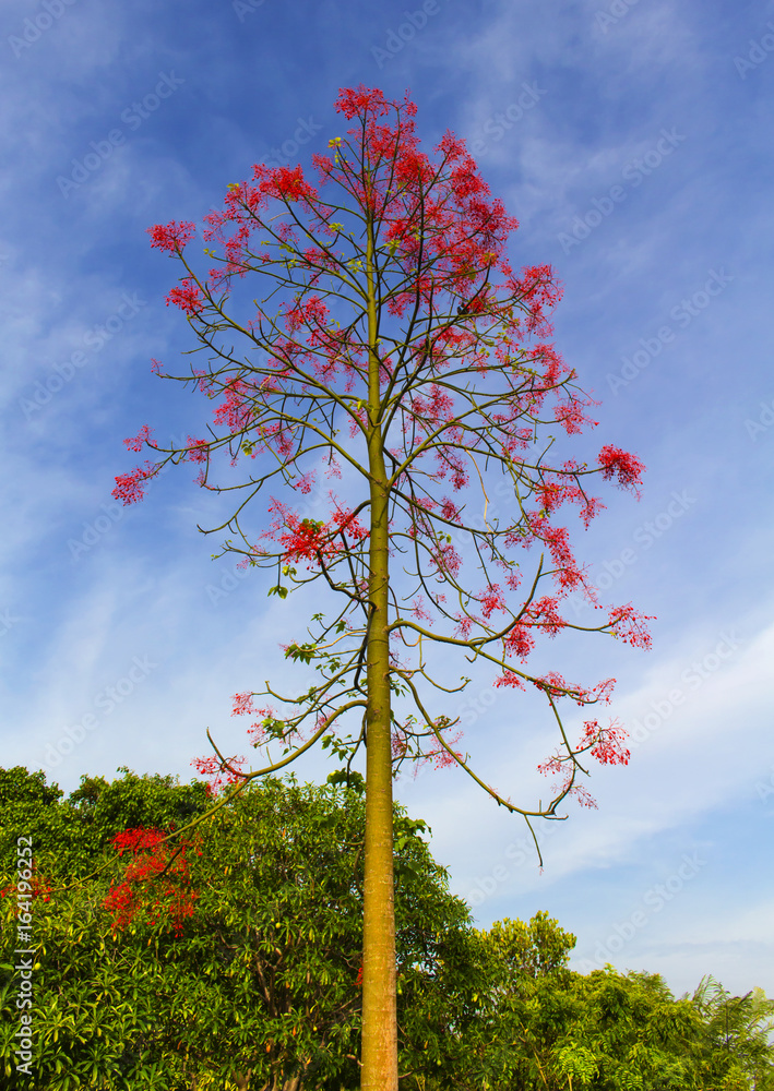 Wall mural the tree with red flowers in the sky is the backdrop.