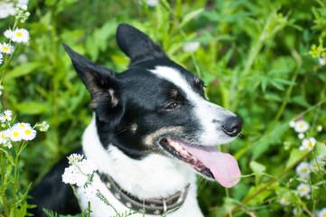 Mixed breed dog putdoor portrait