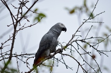 African gray parrot of red tail  perched on tree
