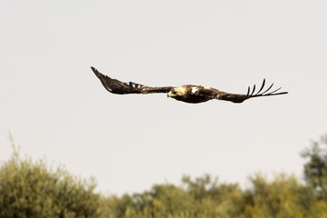 Spanish imperial eagle. Aquila adalberti