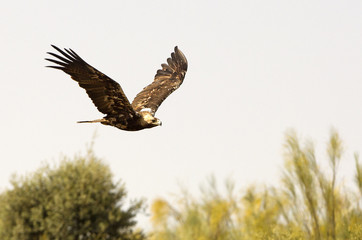 Spanish imperial eagle. Aquila adalberti