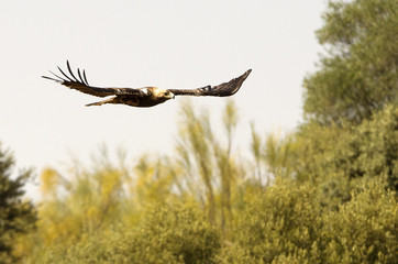 Spanish imperial eagle. Aquila adalberti