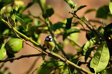 Small blue tit bird perched on lemon tree