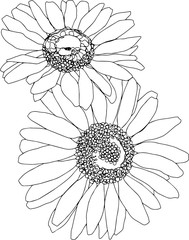 Two daisies line art. Botanical sketchbook flower drawing. No background, isolated on white.