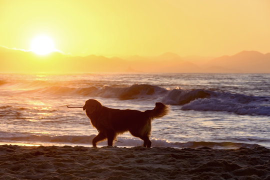 Dog walking on the sands of the beach during sunrise in Rio de Janeiro