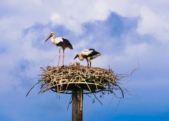 A stork with baby stork in the nest.