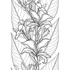 Vector seamless pattern with outline Canna lily or Canna flower and leaves on the white background. Floral pattern in contour style with ornate flowers for tropical summer design and coloring book.
