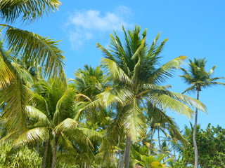 Naklejka premium Ciel des antilles