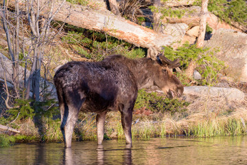 Shiras Moose of The Colorado Rocky Mountains