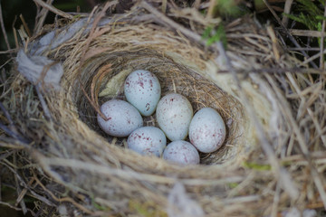 Naklejka na ściany i meble Eggs of Common Linnet (carduelis cannabina) baby birds laying in the nest in thuja.