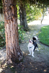 Fototapeta premium Charlie