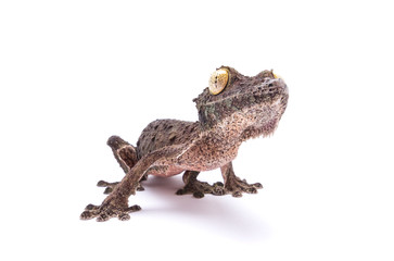 Mossy Leaf Tail Gecko