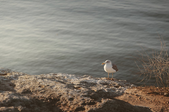 M&ouml;we bei Sonnenaufgang an der Algarve, Portugal