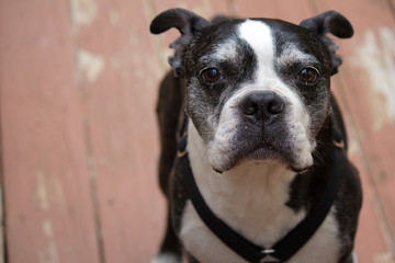 Boston Terrier in New England