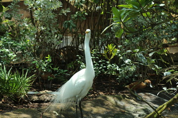 Confused Egret 