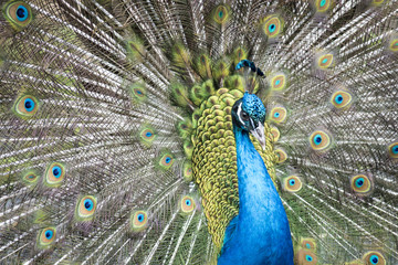 Shake Your Tail Feathers