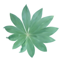 Green leaf Isolated on white background. Vector Illustration.