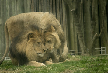 Naklejka premium A Purrfect Day