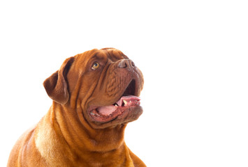 Close-up of Dogue de Bordeaux