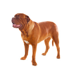 Close-up of Dogue de Bordeaux