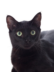 Black cat with yellow eyes