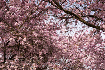 Blühende Mandelbäume in der Natur - 164203038