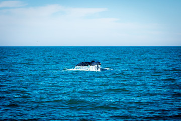 Obraz premium Whale