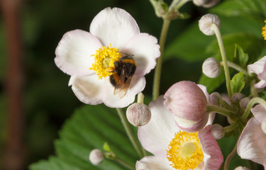 Fototapeta na wymiar Bumblebee on a flower