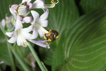 Bumblebee on a flower