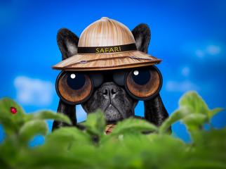 watching dog with binoculars