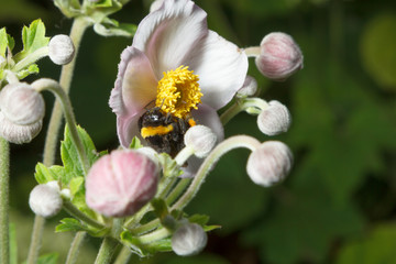 Bumblebee on a flower
