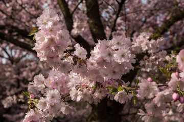 Blühende Mandelbäume in der Natur - 164203663
