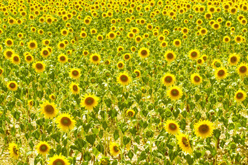 campo di girasoli